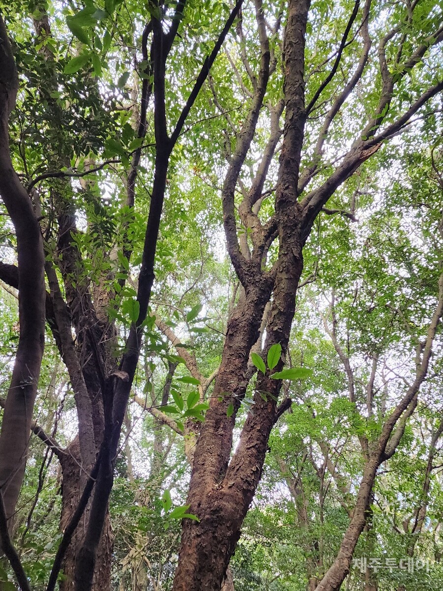 붉가시나무. (사진=송기남)