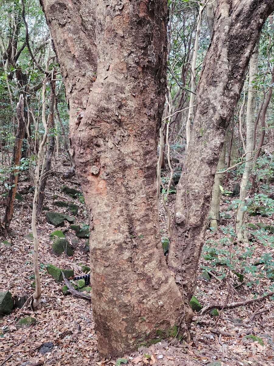 붉가시나무. (사진=송기남)