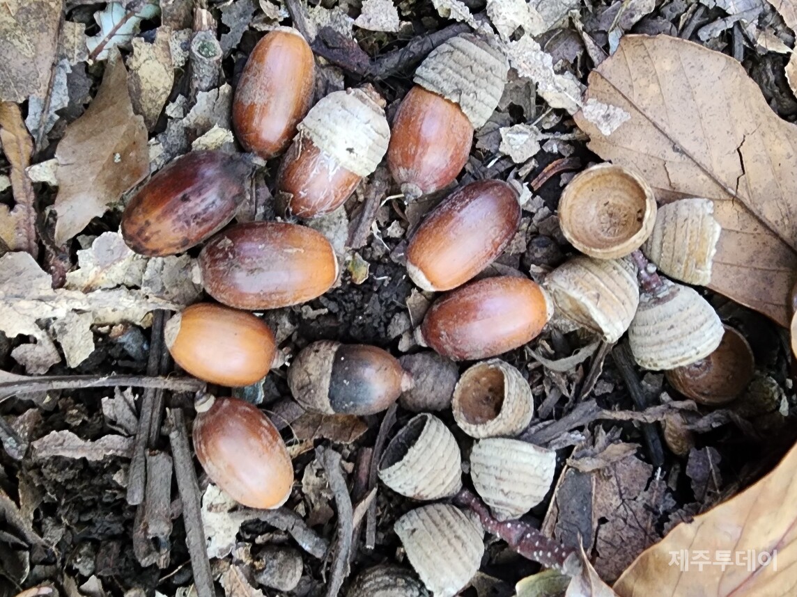 붉가시나무 열매 도토리. (사진=송기남)