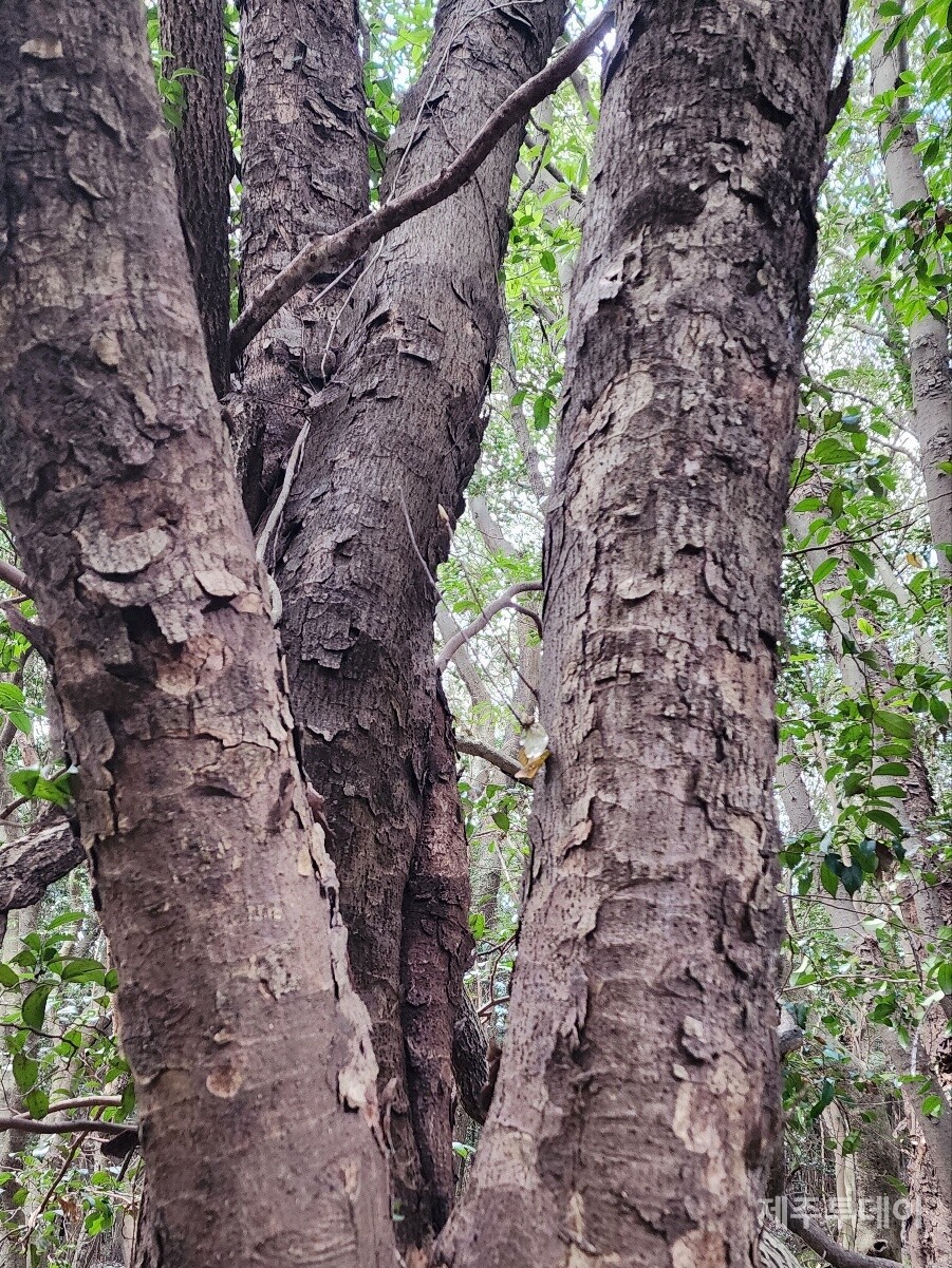 붉가시나무. (사진=송기남)