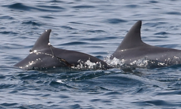 낚싯줄이 남방큰돌고래의 등지느러미의 살점을 파고 들어가고 있다. (사진=핫핑크돌핀스 제공)