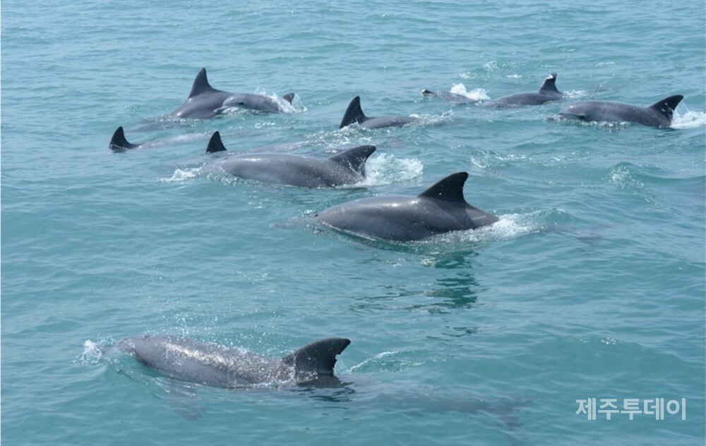 제주 남방큰돌고래. (사진=제주환경운동연합 제공)