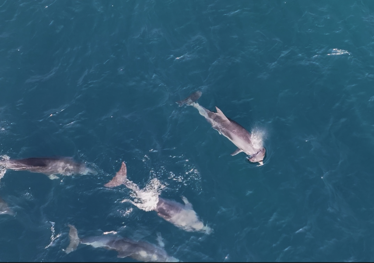 14일 서귀포시 대정읍 무릉리 앞바다에서 죽은 새끼 남방큰돌고래를 등에 업고 다니는 어미가 목격됐다. (사진=다큐제주, 제주대학교 고래·해양생물보전연구센터 제공)