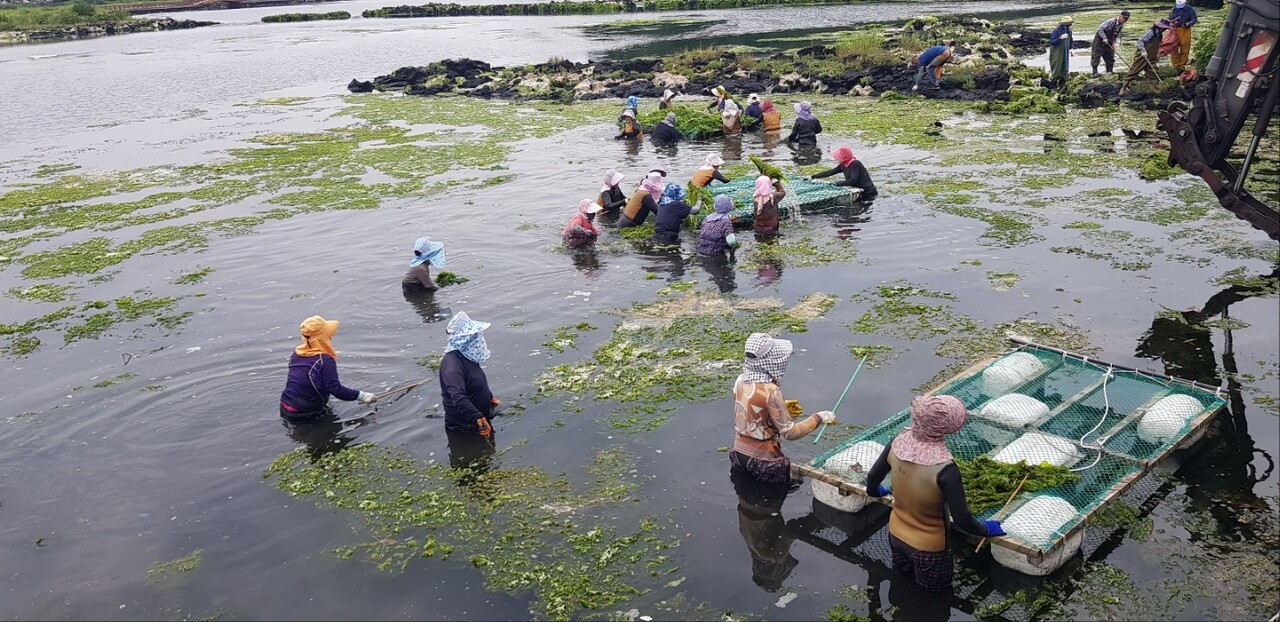 서귀포시 성산읍 오조리 주민들이 생태계서비스지불제 계약의 일환으로 환경보전활동에 나서고 있다. (사진=고기봉 오조리 이장 제공)