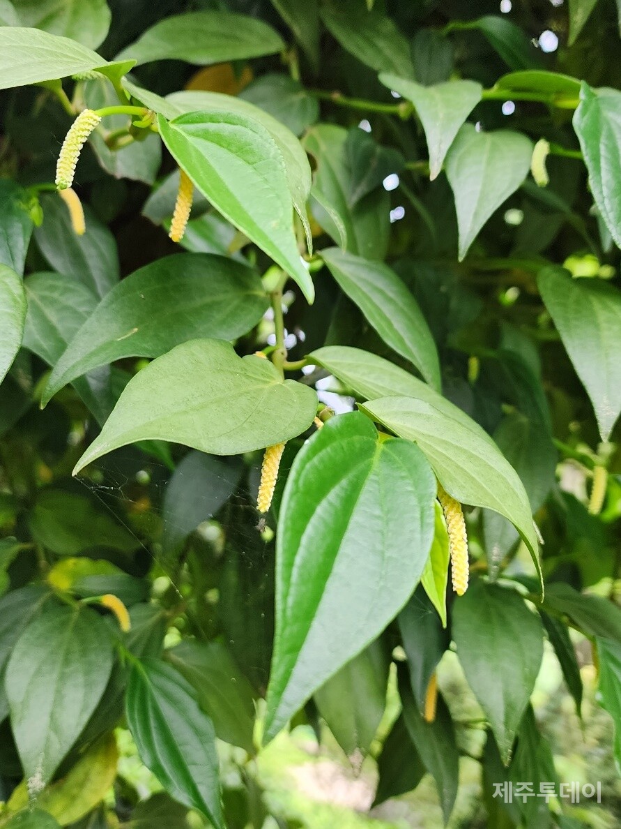 후추등 이파리. (사진=송기남)