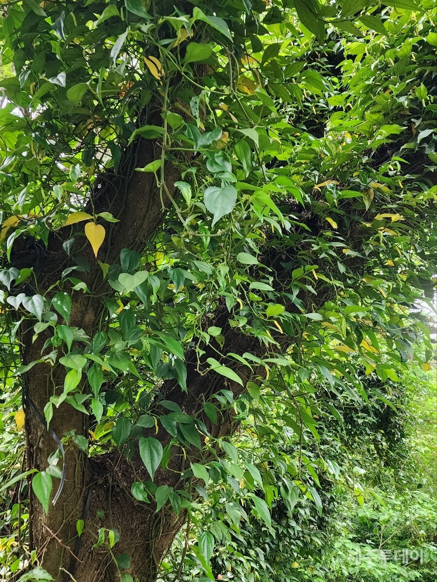 고목나무를 타고 올라가는 후추등. (사진=송기남)