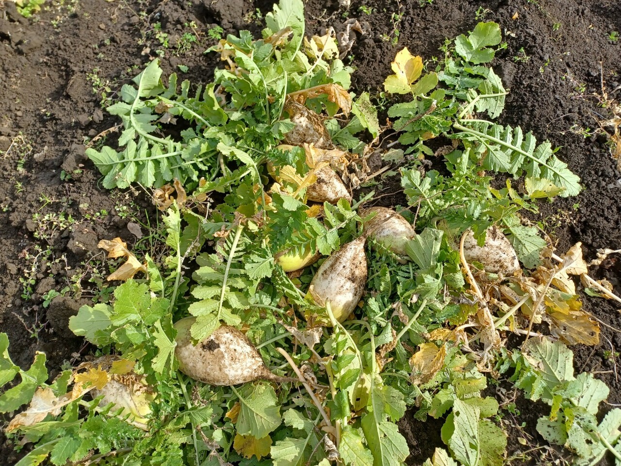 크게 자라지 못한 자잘한 월동무를 수확 중이다. (사진=김연주 제공)