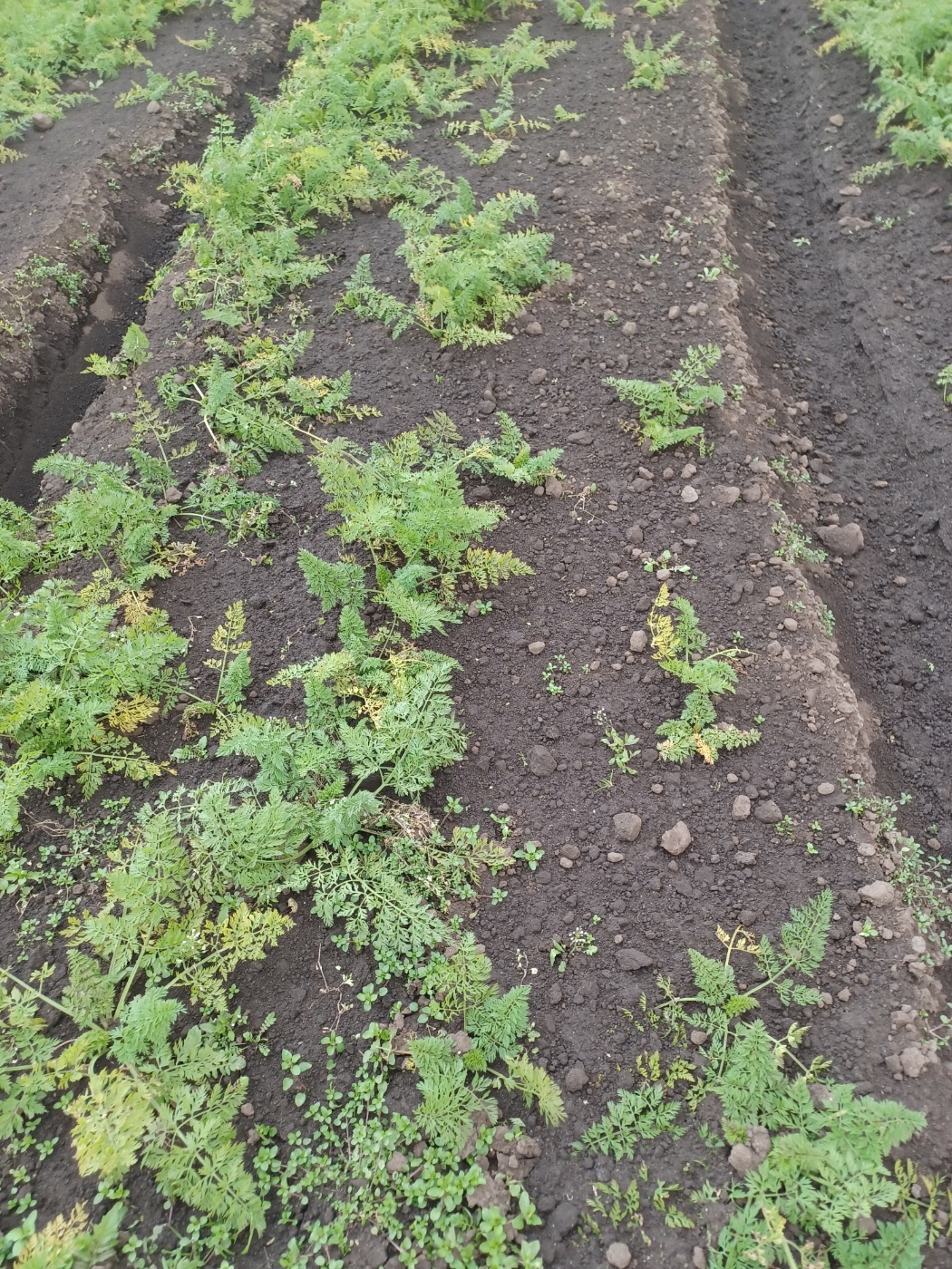 발아하지 못한 씨앗이 많은 당근밭. 빈 곳이 많다. (사진=김연주 제공)