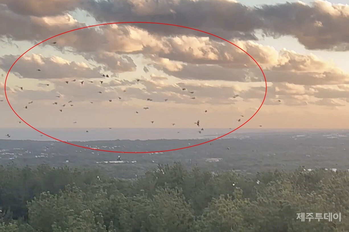 제주 제2공항 예정부지인 대수산봉 주변에 수백 마리 까치들의 비행이 관찰됐다. (사진=제주제2공항강행저지비상도민회의 제공)