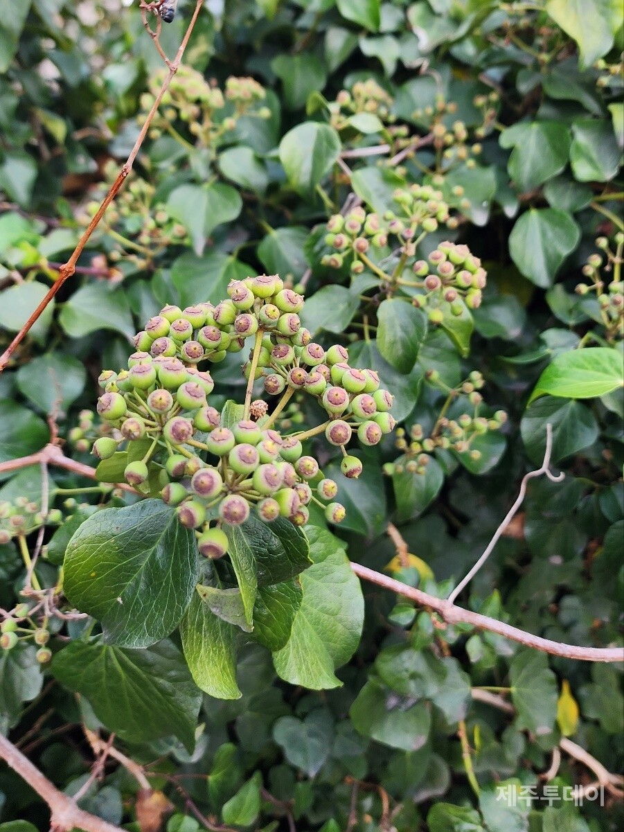 송악. (사진=송기남)
