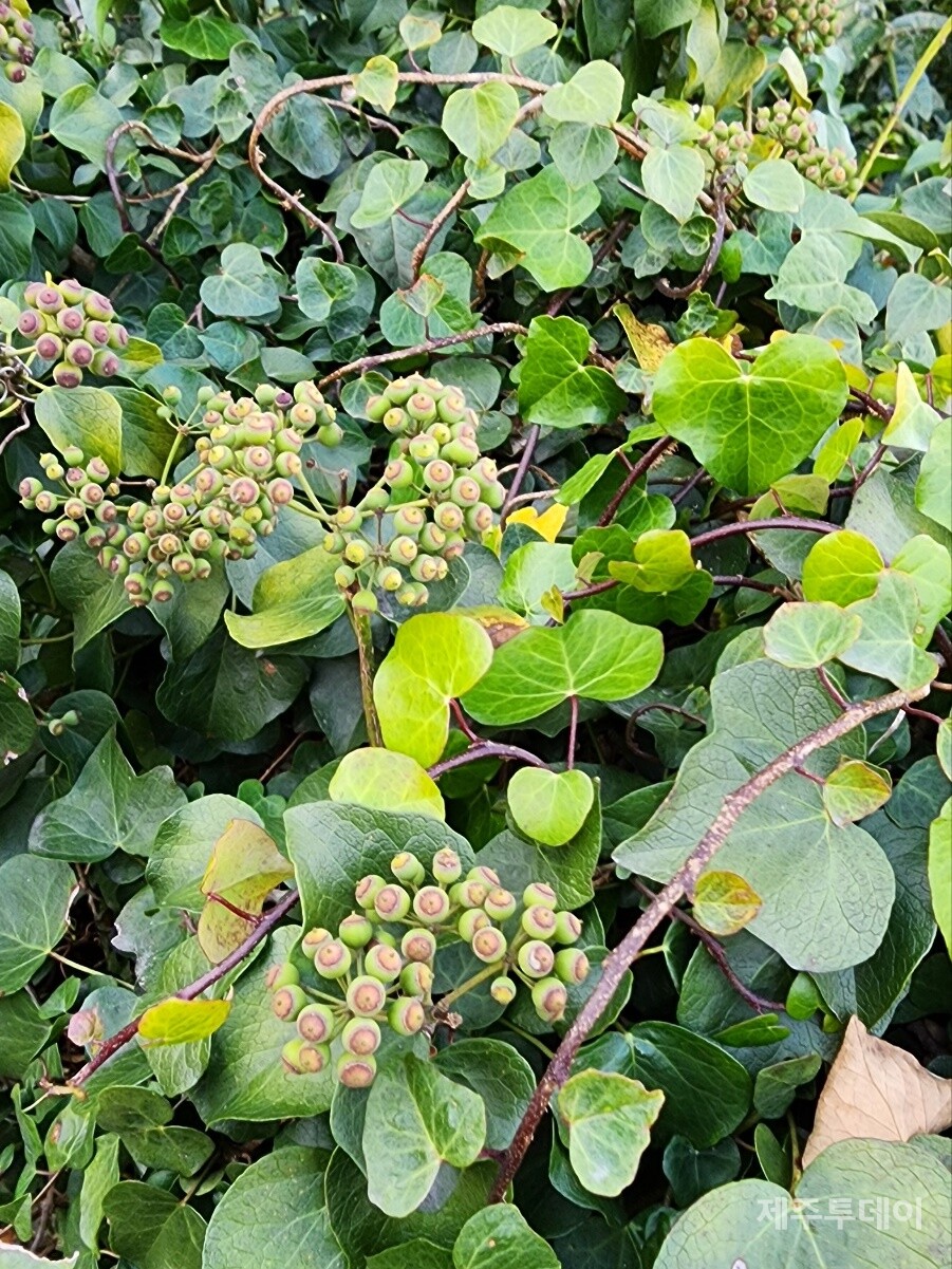 송악. (사진=송기남)