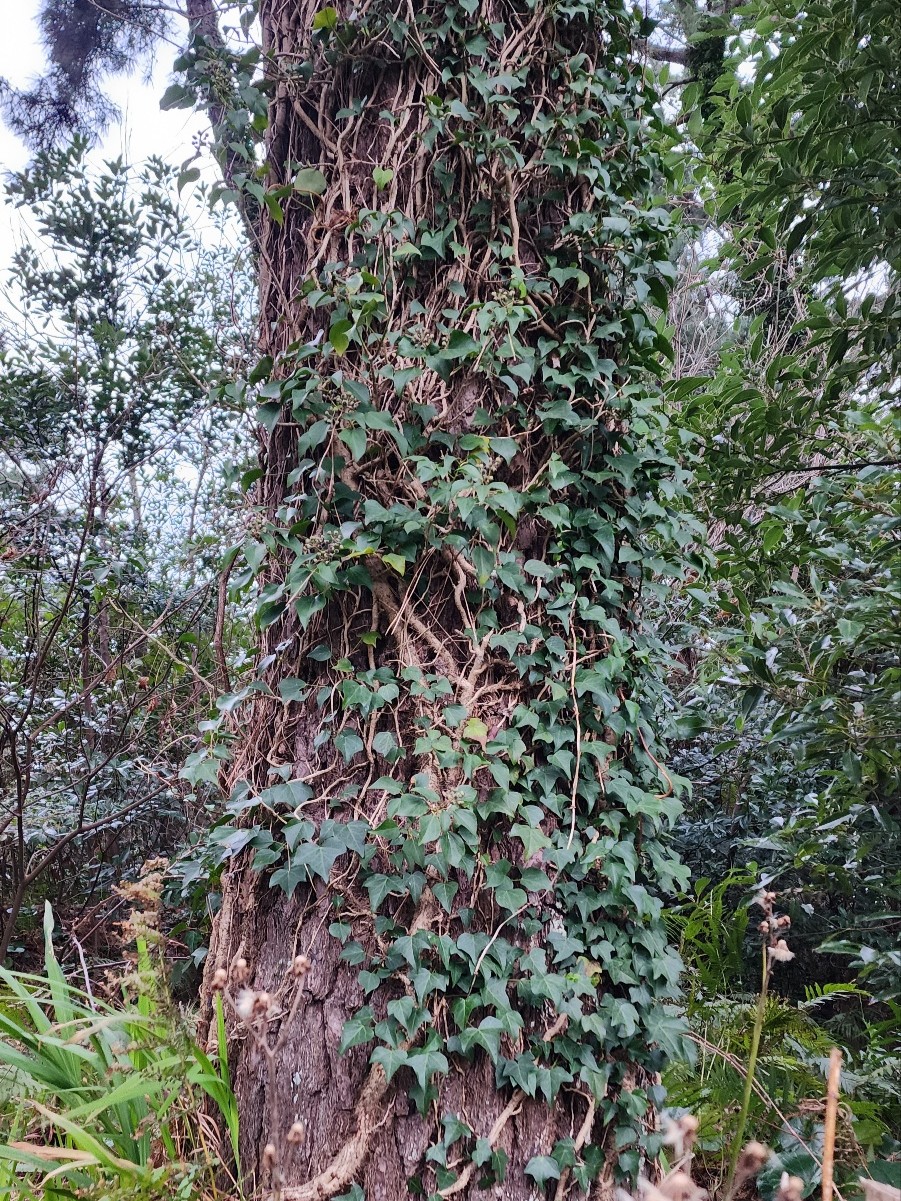 나무 위로 뻗어 오르는 송악덩쿨. (사진=송기남)