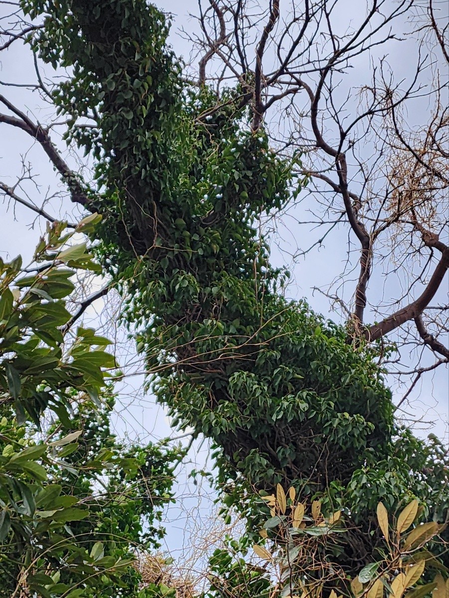 나무 위로 뻗어 오르는 송악덩쿨. (사진=송기남)