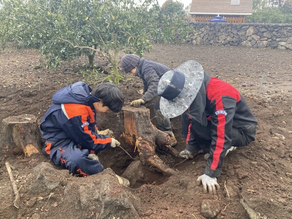 힘을 모아 나무 뿌리를 제거하고 있다(사진=박찬율 제공)