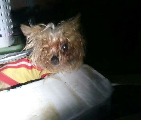 요키(사진=김미성 제공)