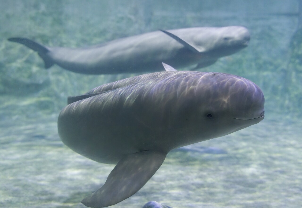 상괭이(사진=김정도 제공)