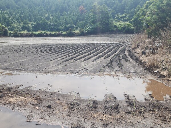 침수 피해를 입은 밭(사진=제주특별자치도 제공)