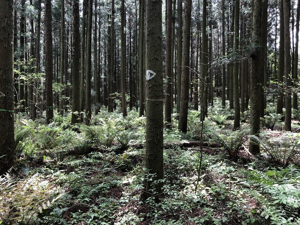 (사진=김순애 제공)