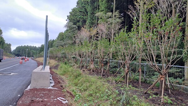 비자림로 삼나무가 베어진 자리에 후박 나무를 심는 작업이 진행 중이다(사진=김순애 제공)