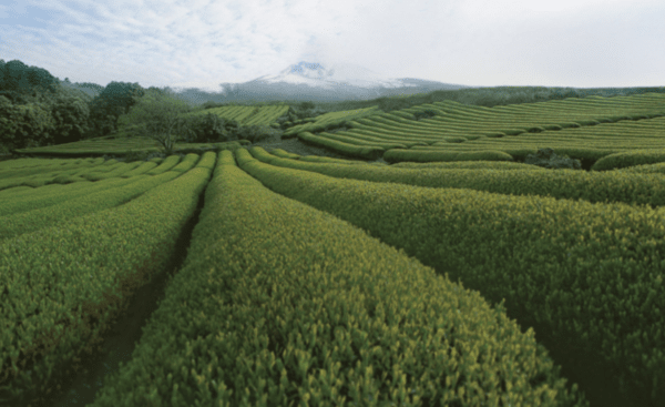 차밭(사진+오설록 홈페이지)