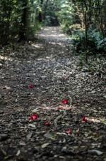 [이길훈의 네모난 세상] 동백꽃 지다