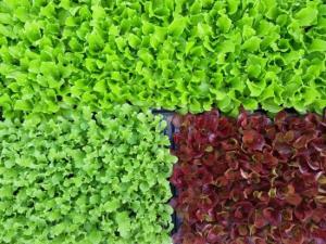 [오연숙의 단순하고 소박한 삶] &apos;생태텃밭, 공유경제의 한 걸음&apos;