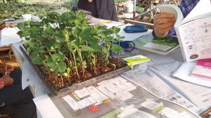 [오연숙의 단순하고 소박한 삶]&apos;생태텃밭: 콩잎 이야기&apos;