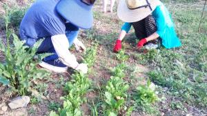 [오연숙의 단순하고 소박한 삶]생태텃밭 이야기: 가뭄이 해소된 뒤