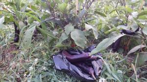 [오연숙의 단순하고 소박한 삶] 생태텃밭 스터디를 마무리하며