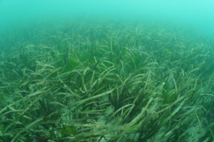 천연잘피 거머리말을 아시나요?