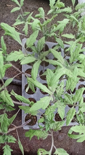 나를 설레게 하는 토마토 농사