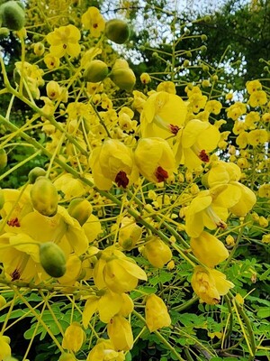 노란꽃이 화사한 가풀낭