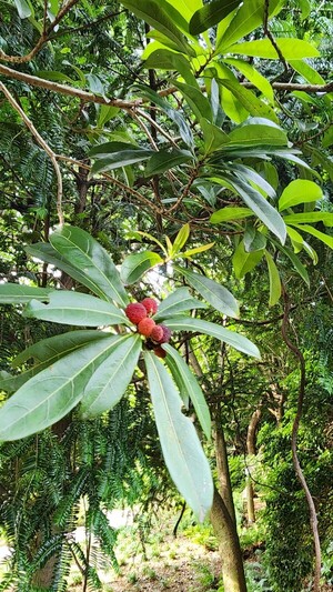 약용-식용 모두 가능한 상록수, 쉐귀낭