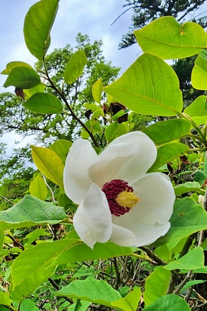 하늘에서 보낸 여인 같은 함박꽃