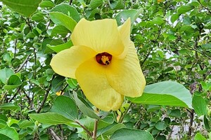 노랑무궁화의 토종 자생지, 제주