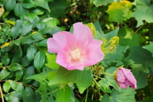 나무 위에 띄운 꽃, 목부용