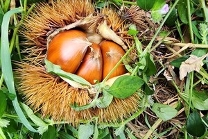 차례상의 제2과실, 밤