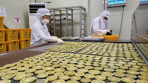 자활기업 제주담다, 제주산 무농약 풋귤차 선보인다