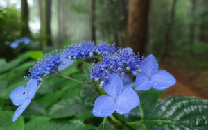 [길에서 만난 들꽃이야기] 6월, 길에서 만난 들꽃이야기(나무)