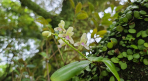 [길에서 만난 들꽃이야기] 7월, 길에서 만난 들꽃이야기(1편)