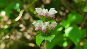 [길에서 만난 들꽃이야기] 7월, 길에서 만난 들꽃이야기(2편)