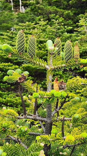 한라산의 구상낭