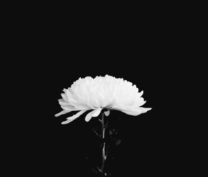 [2보]제주항공 여객기 참사..“희생자 중 제주도민 2명 확인”