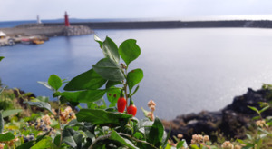 [길에서 만난 들꽃이야기] 7월, 길에서 만난 들꽃이야기(나무)