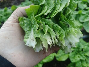 흙이 묻어도 괜찮습니다