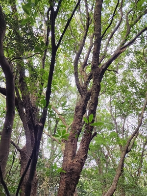 공기를 맑게 하는 붉가시낭
