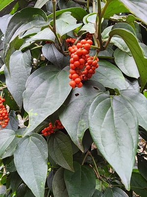 공기정화에서 약용까지 가능한 후추등