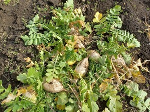 농민과 기후 우울증