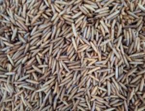 양식·양계·농업에도 쓸모↑...국립농업과학원 "곤충산업 발전 노력"