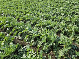 제주 농민 "정부 정책자금 없이 어떻게 고가 유기질 비료 사용하나"